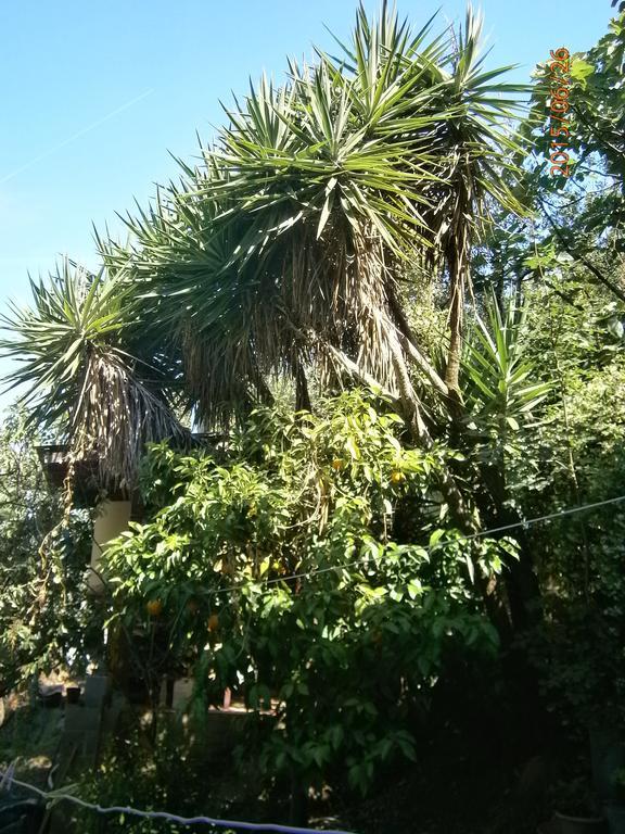 Albergo Il Cantuccio Bolano Exteriör bild